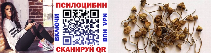 Купить  Давлеканово  Псилоцибиновые грибы Psilocybe 